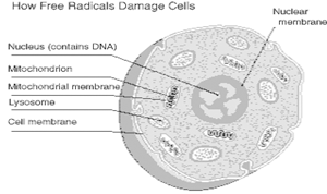 Free Radical Damages Cells